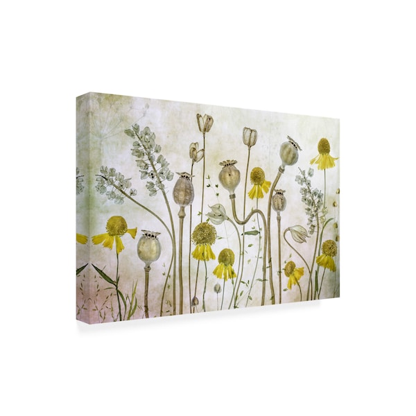 Mandy Disher 'Poppies And Helenium' Canvas Art,16x24